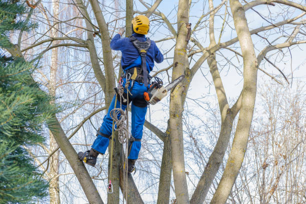 Best Weed Control  in Forest, OH